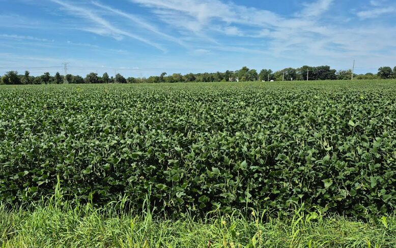 Soy beans last week of August
